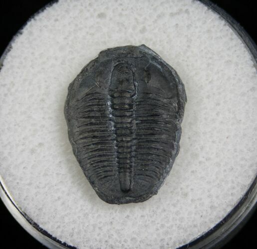 / Elrathia Trilobite Fossil - Utah #6696